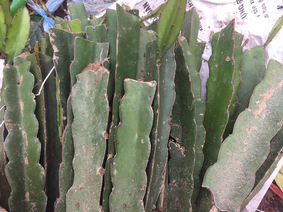 ĐỊA CHỈ CUNG CẤP CÂY GIỐNG THANH LONG RUỘT ĐỎ