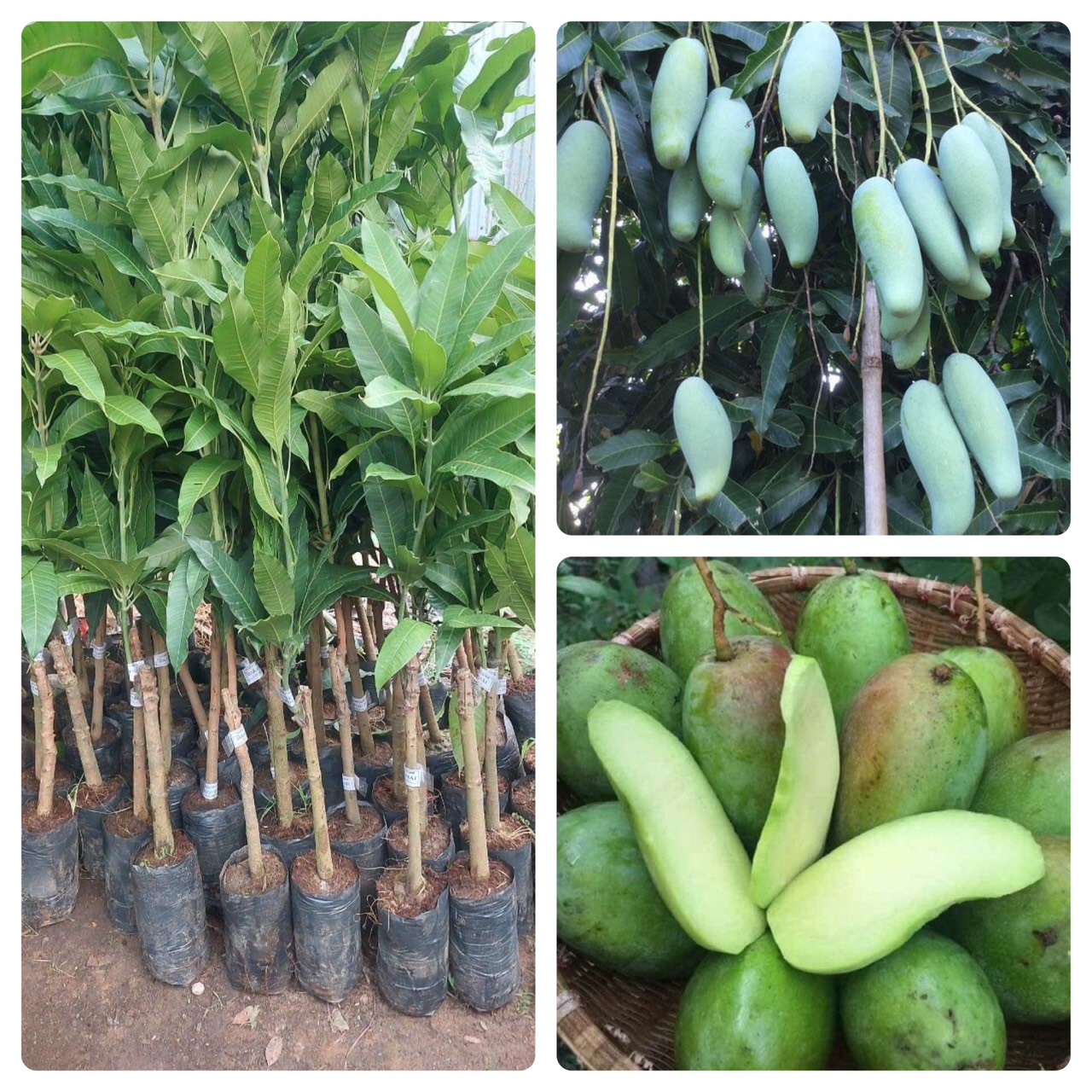 ĐIẠ CHỈ CUNG CẤP CÂY GIỐNG XOÀI THÁI UY TÍN