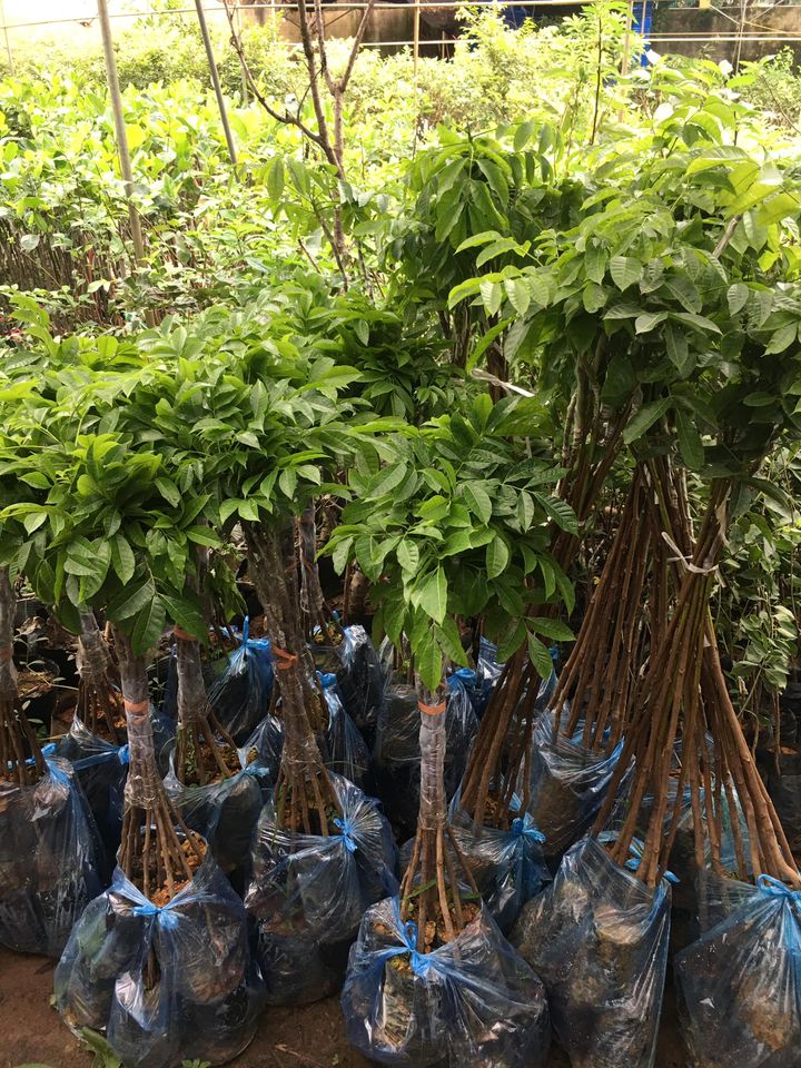 ĐỊA CHỈ CUNG CẤP CÂY GIỐNG TRÁM ĐEN