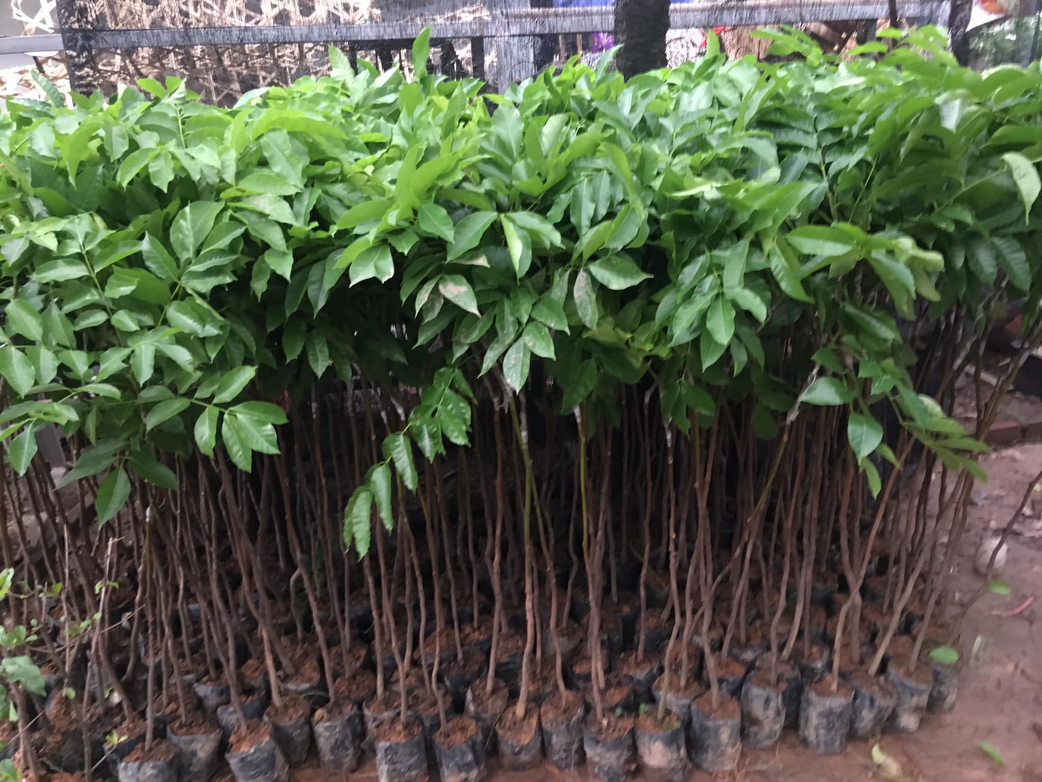 ĐỊA CHỈ CUNG CẤP CÂY GIỐNG TRÁM ĐEN
