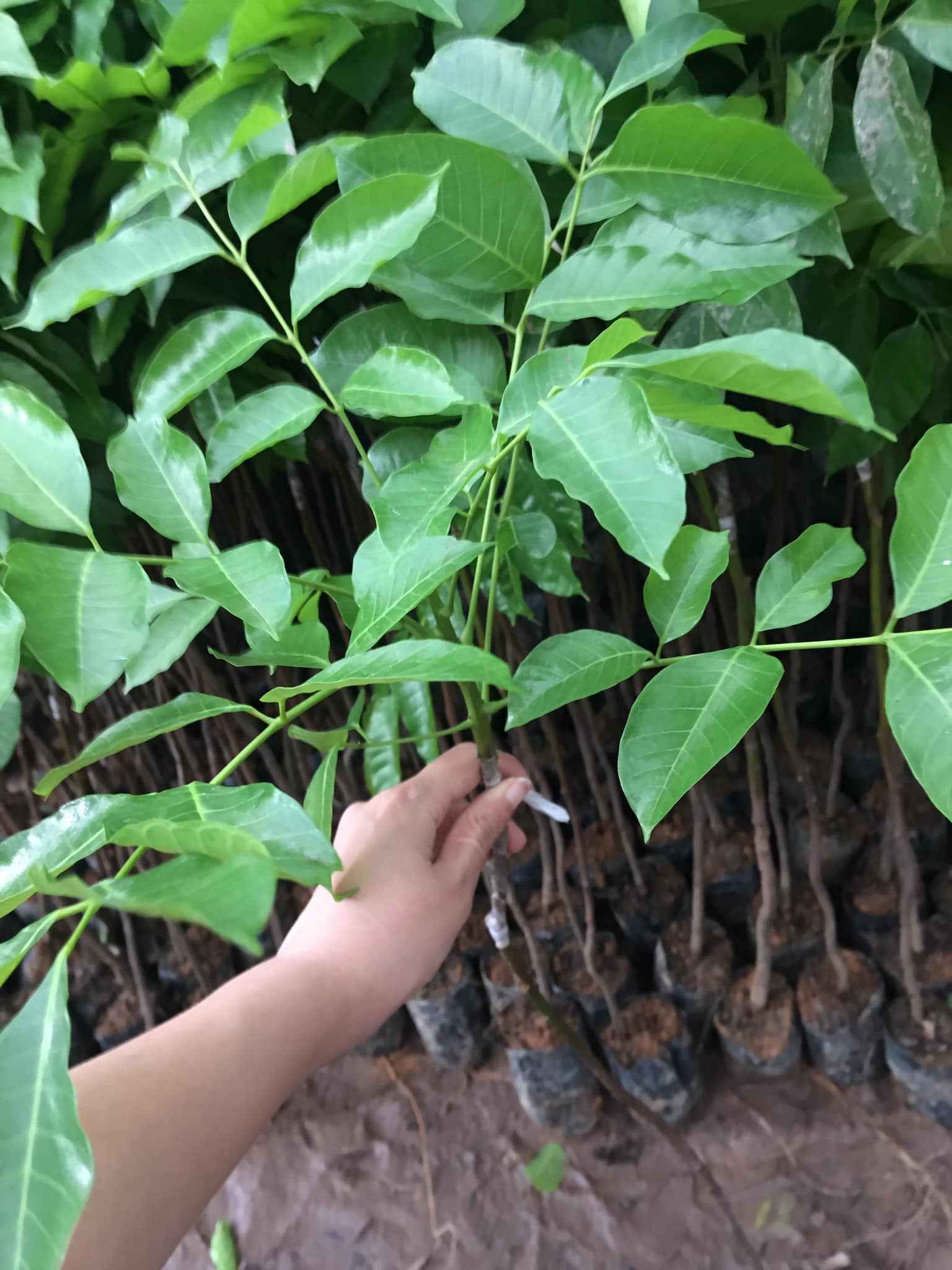 ĐỊA CHỈ CUNG CẤP CÂY GIỐNG TRÁM ĐEN