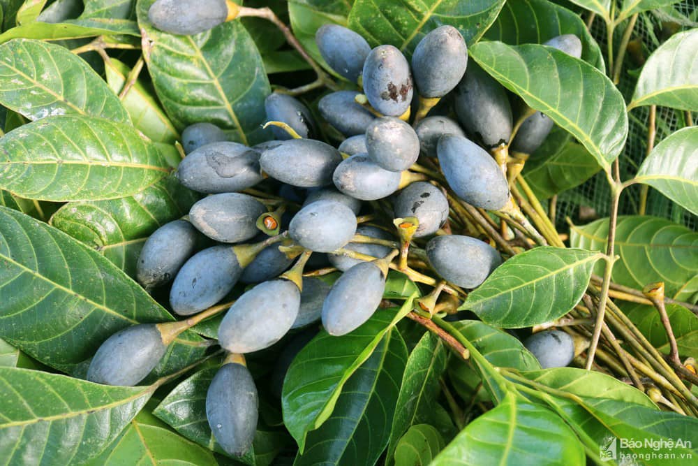 ĐỊA CHỈ CUNG CẤP CÂY GIỐNG TRÁM ĐEN