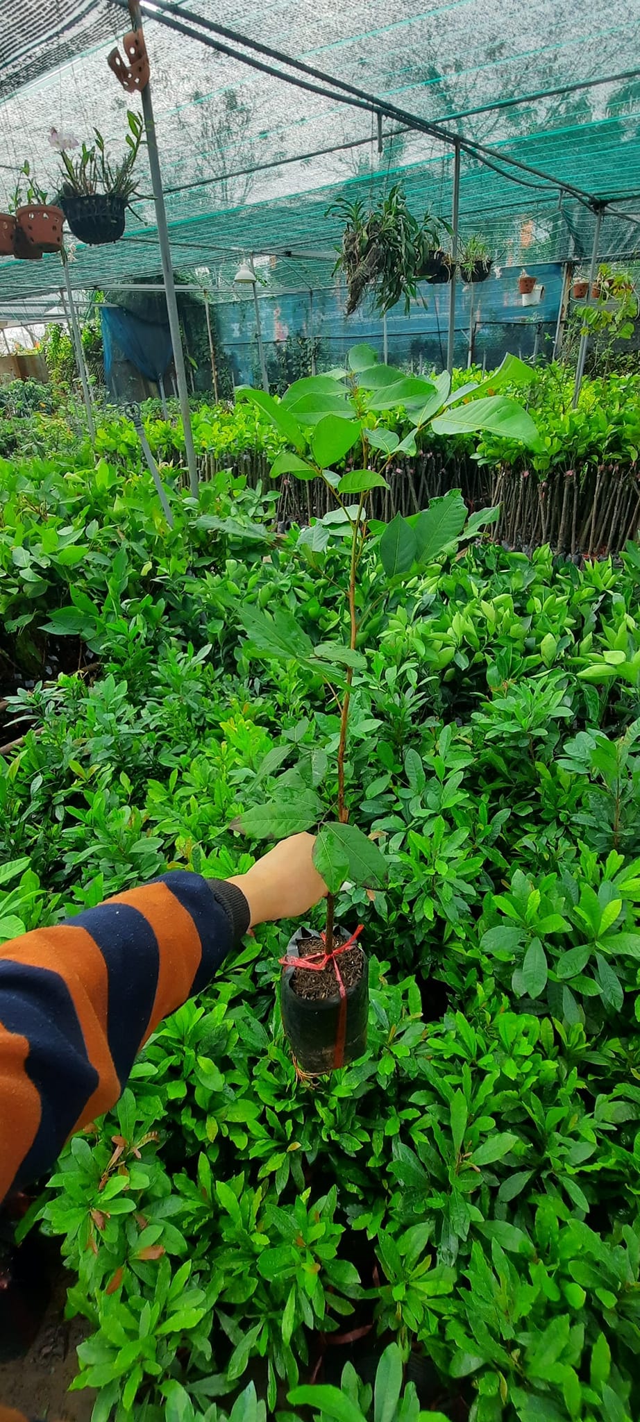 ĐỊA CHỈ CUNG CẤP CÂY GIỐNG CHÔM CHÔM