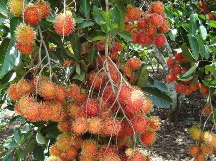 ĐỊA CHỈ CUNG CẤP CÂY GIỐNG CHÔM CHÔM