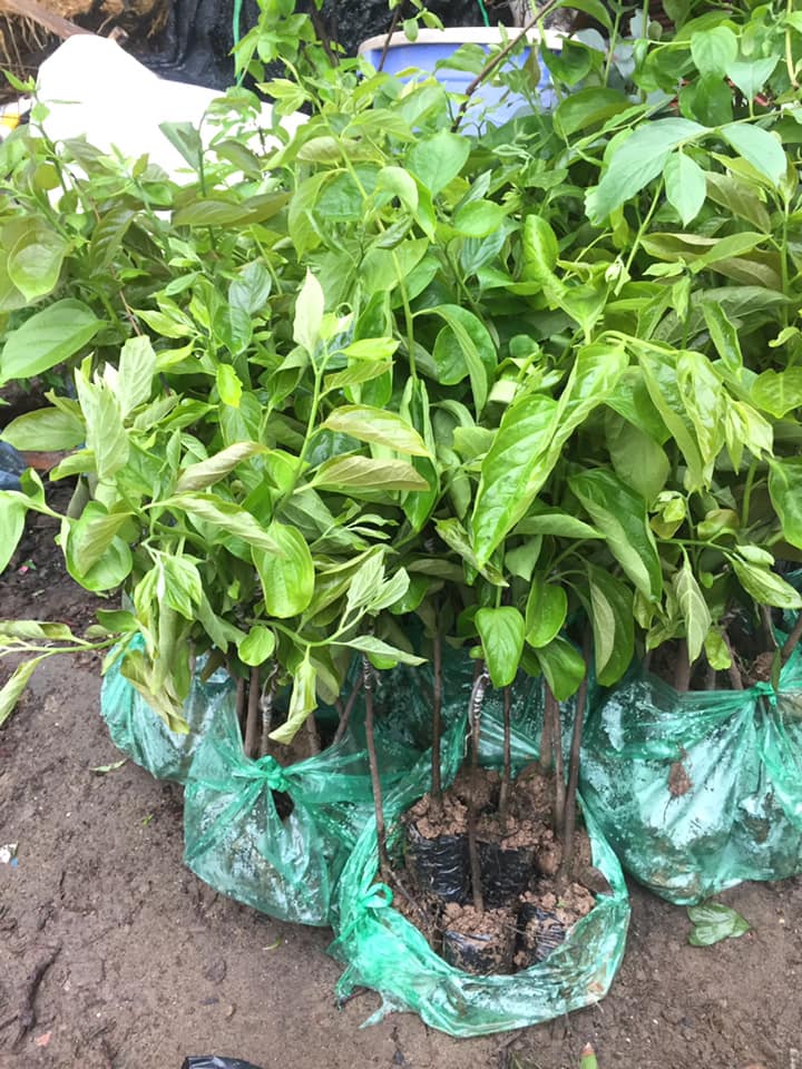 ĐỊA CHỈ CUNG CẤP CÂY GIỐNG HỒNG NHÂN HẬU