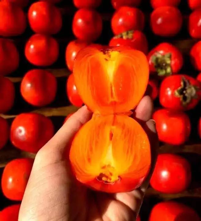 ĐỊA CHỈ CUNG CẤP CÂY GIỐNG HỒNG NHÂN HẬU