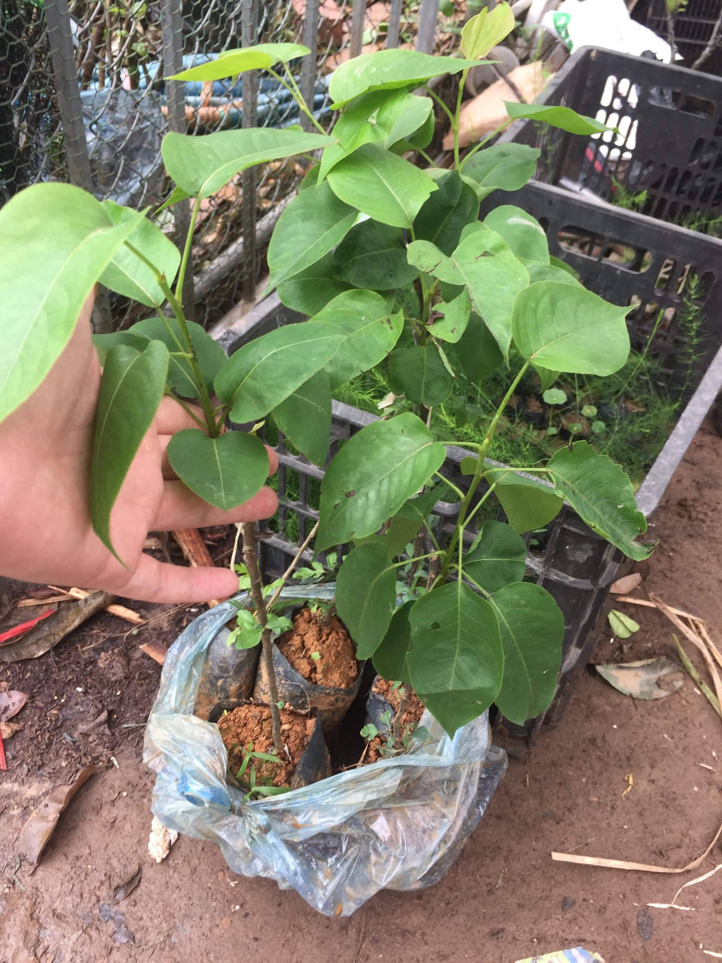 ĐỊA CHỈ CUNG CẤP CÂY GIỐNG LÊ NÂU UY TÍN