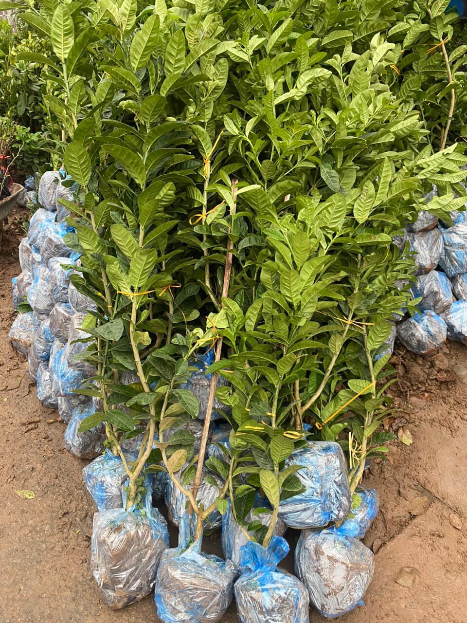ĐỊA CHỈ CUNG CẤP CÂY GIỐNG PHẬT THỦ UY TÍN