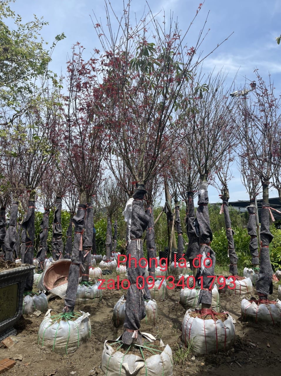 ĐỊA CHỈ CUNG CẤP CÂY GIỐNG PHONG LÁ ĐỎ CAO 70- 80 CM