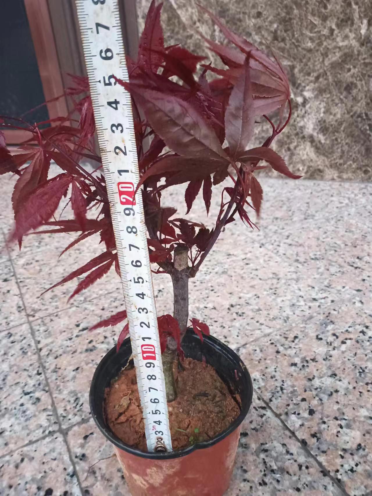 ĐỊA CHỈ CUNG CẤP CÂY GIỐNG PHONG LÁ ĐỎ CAO 70- 80 CM