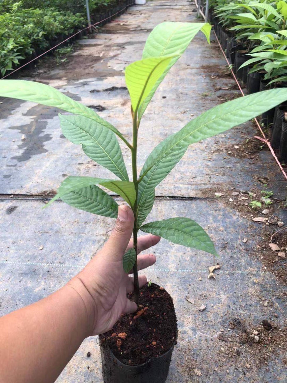 ĐỊA CHỈ CUNG CẤP CÂY GIỐNG HỒNG XIÊM RUỘT ĐỎ