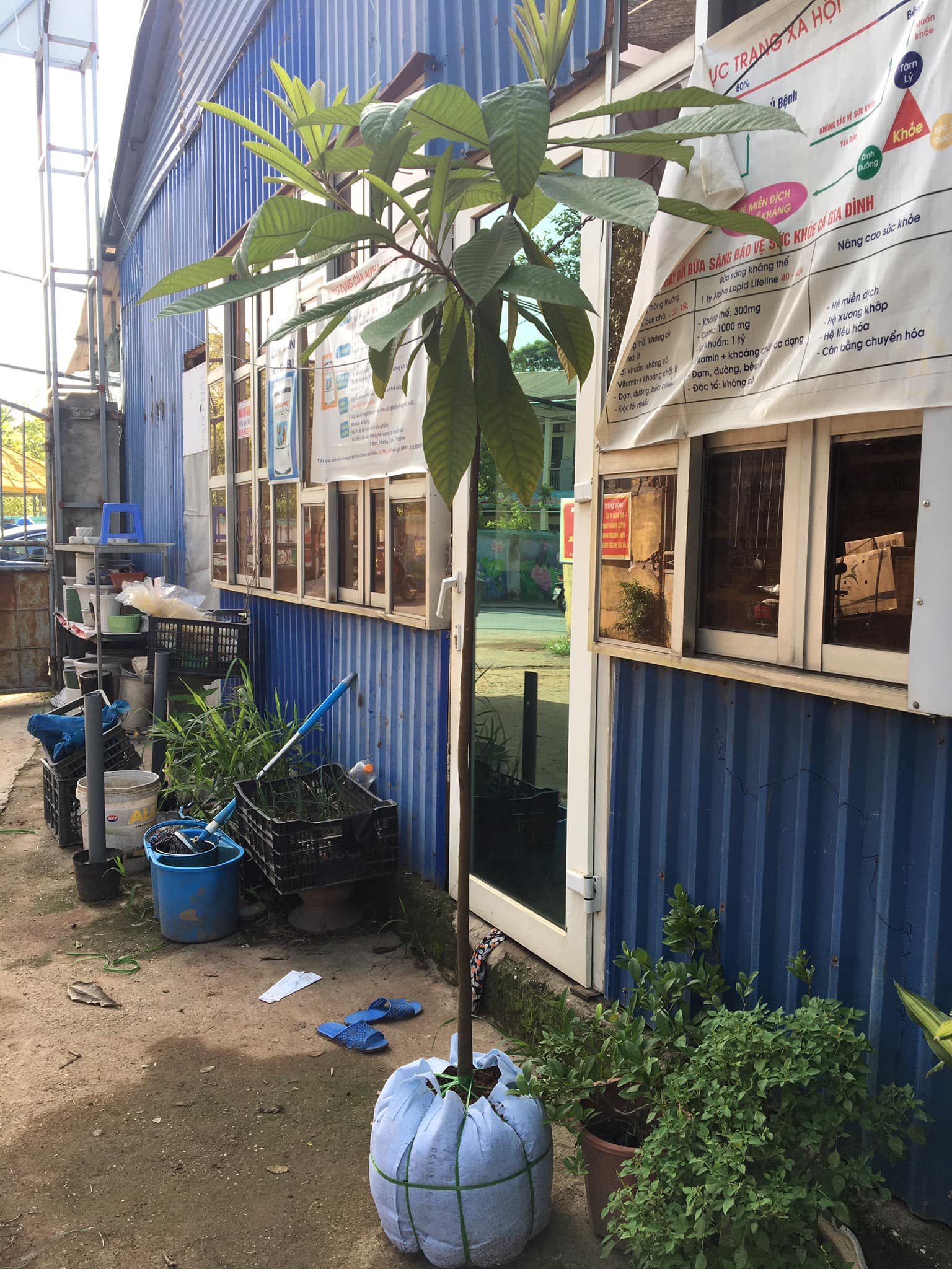 ĐỊA CHỈ CUNG CẤP CÂY GIỐNG HỒNG XIÊM RUỘT ĐỎ
