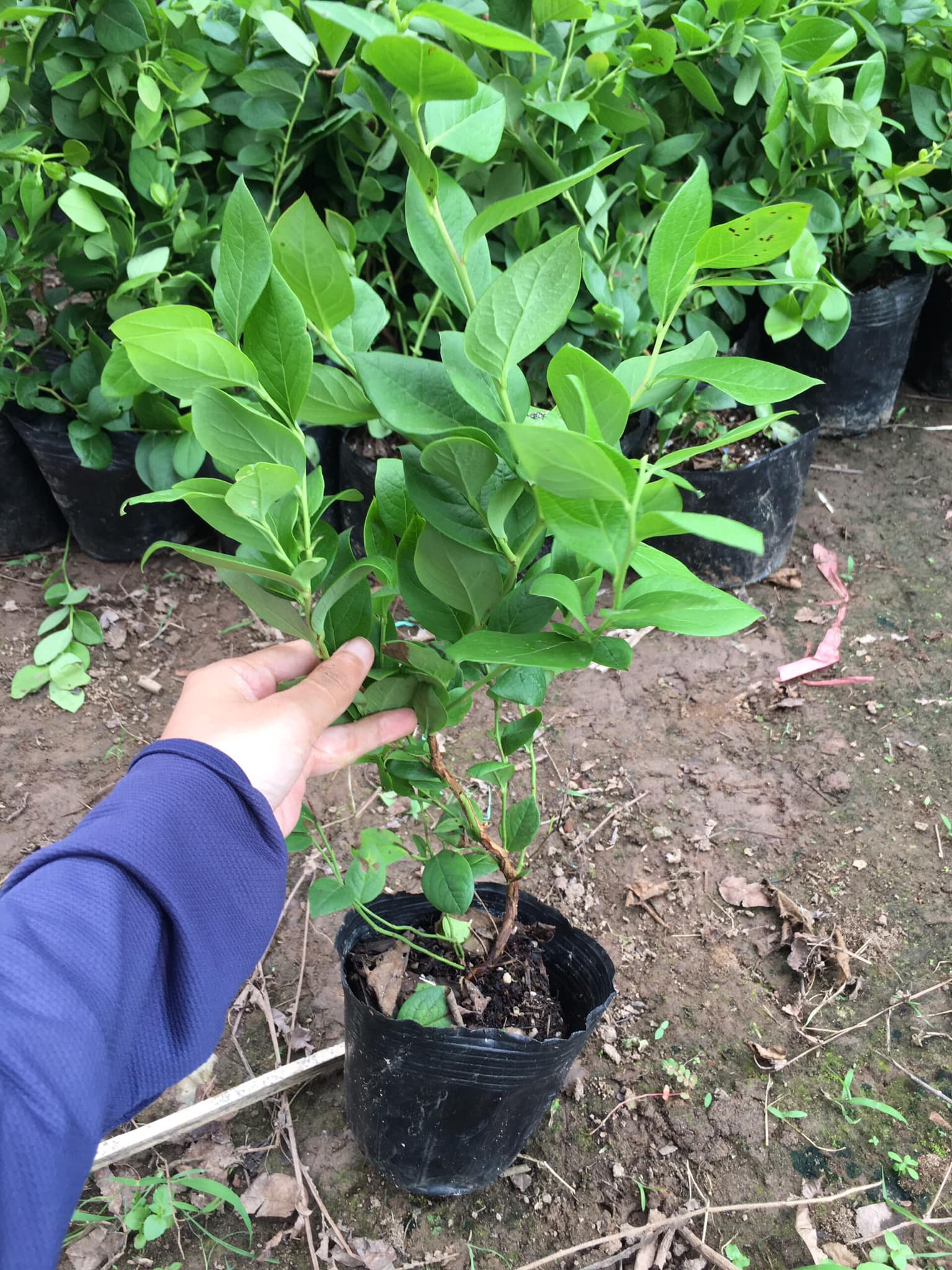 ĐỊA CHỈ CUNG CẤP CÂY GIỐNG VIỆT QUẤT CHUẨN GIỐNG