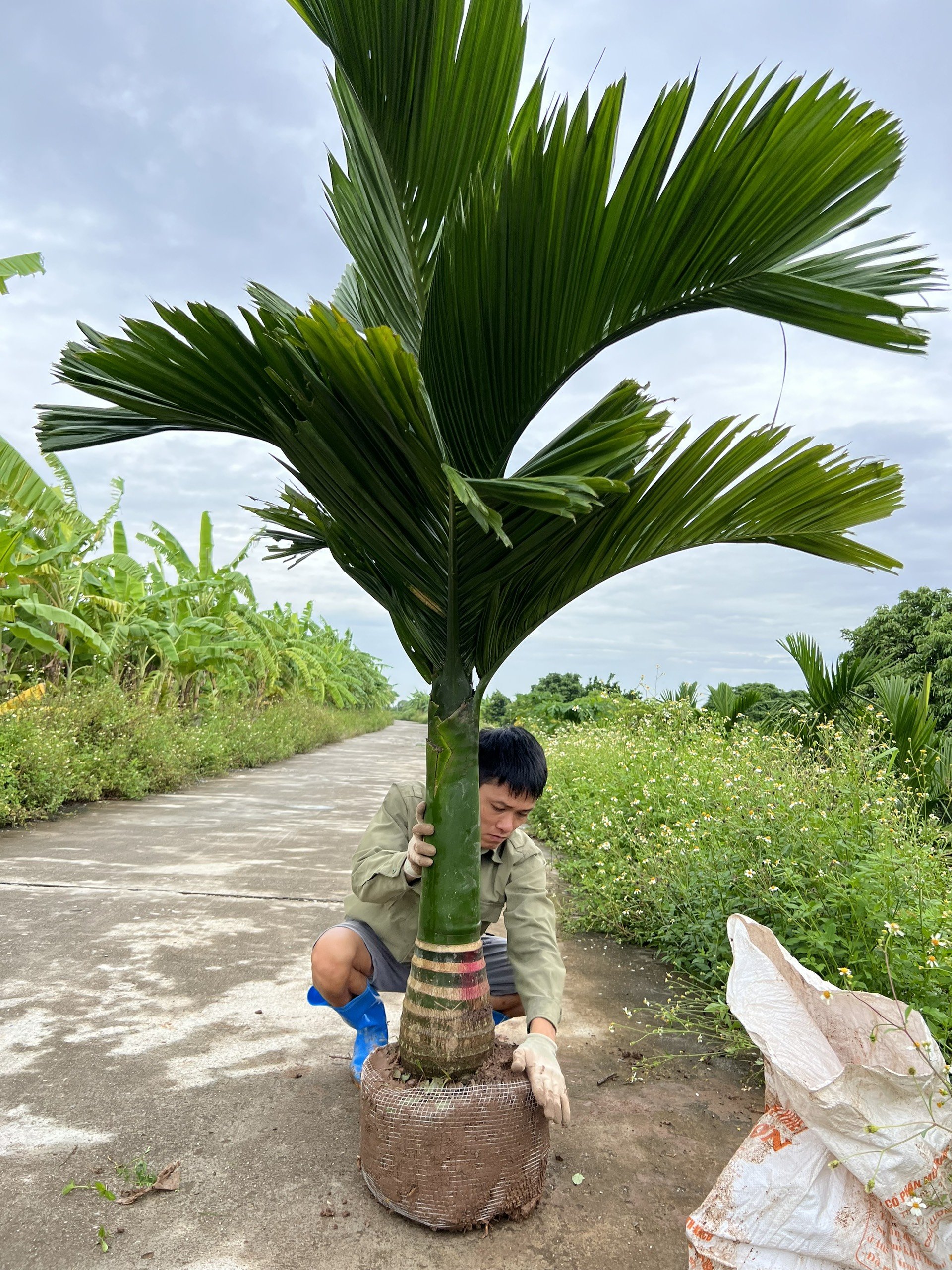 ĐỊA CHỈ CUNG CẤP CÂY GIỐNG CAU LÙN TO