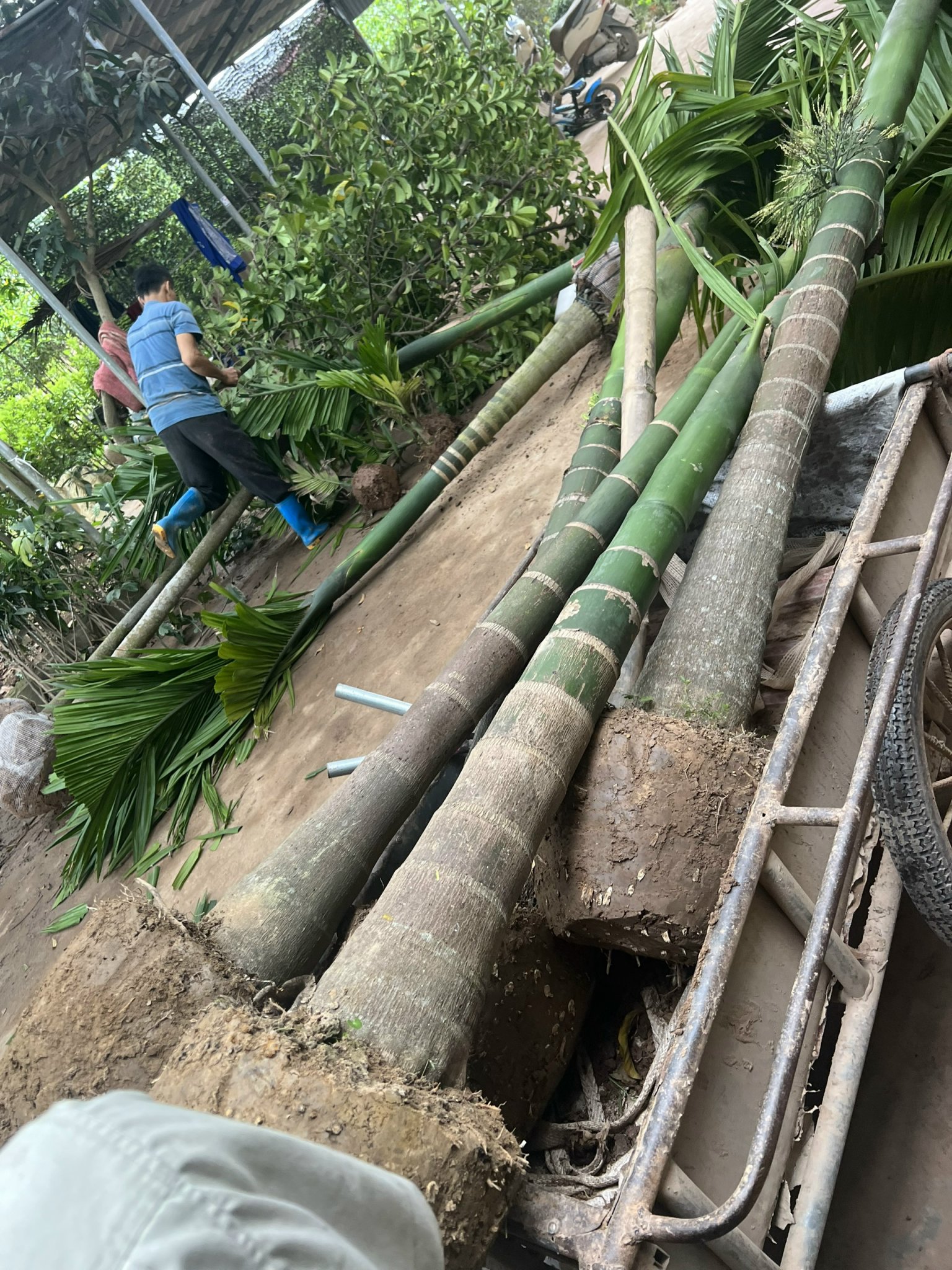 ĐỊA CHỈ CUNG CẤP CÂY CAU TỨ QUÝ CÂY CHOAI