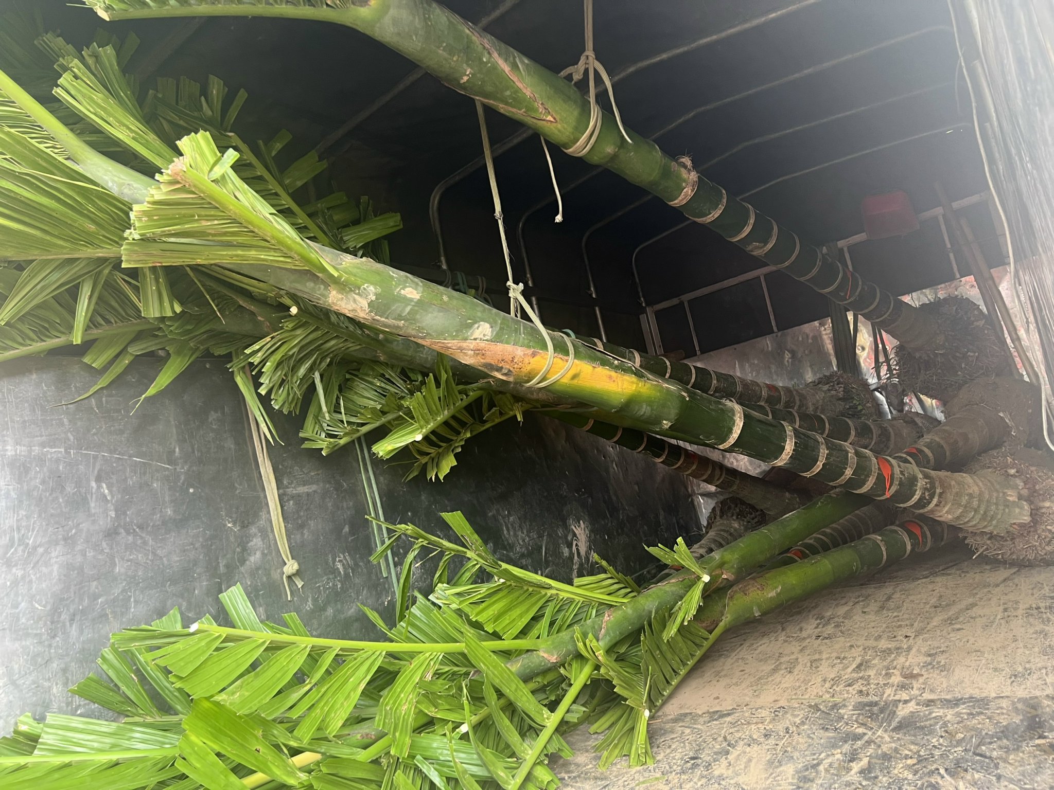 ĐỊA CHỈ CUNG CẤP CÂY CAU TỨ QUÝ CÂY CHOAI