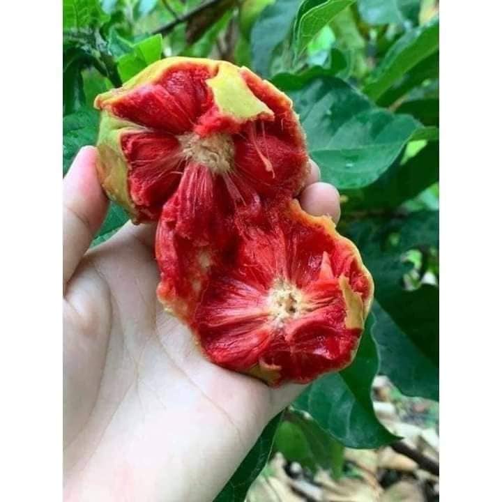 ĐỊA CHỈ CUNG CẤP CÂY CHAY ĐỎ  CỠ NHỠ UY TÍN