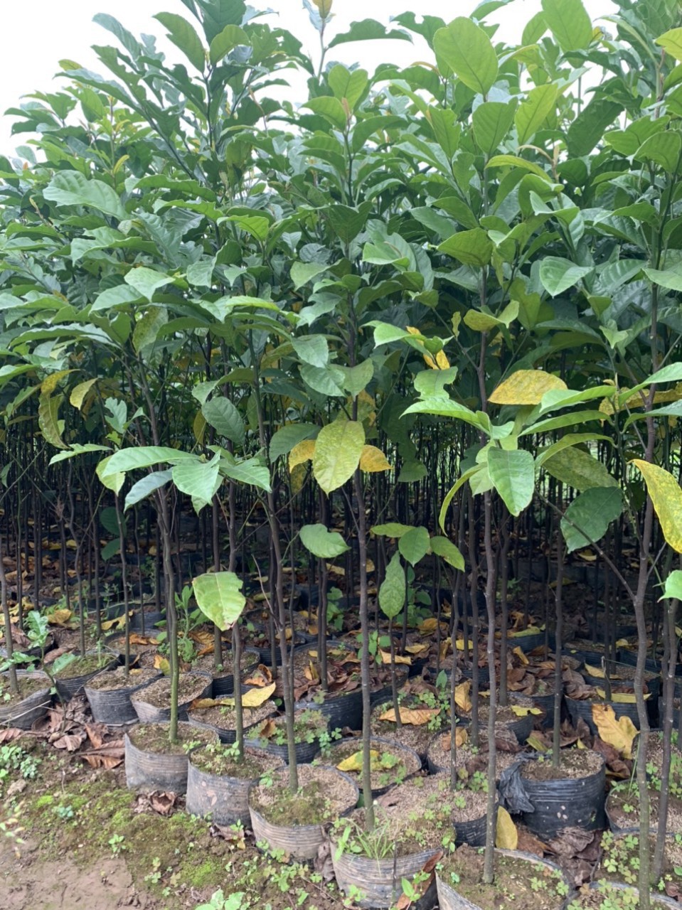ĐỊA CHỈ CUNG CẤP CÂY CHAY ĐỎ  CỠ NHỠ UY TÍN