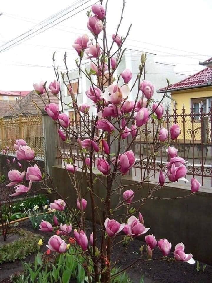 ĐỊA CHỈ CUNG CẤP CÂY HOA MỘC LAN CÂY TO