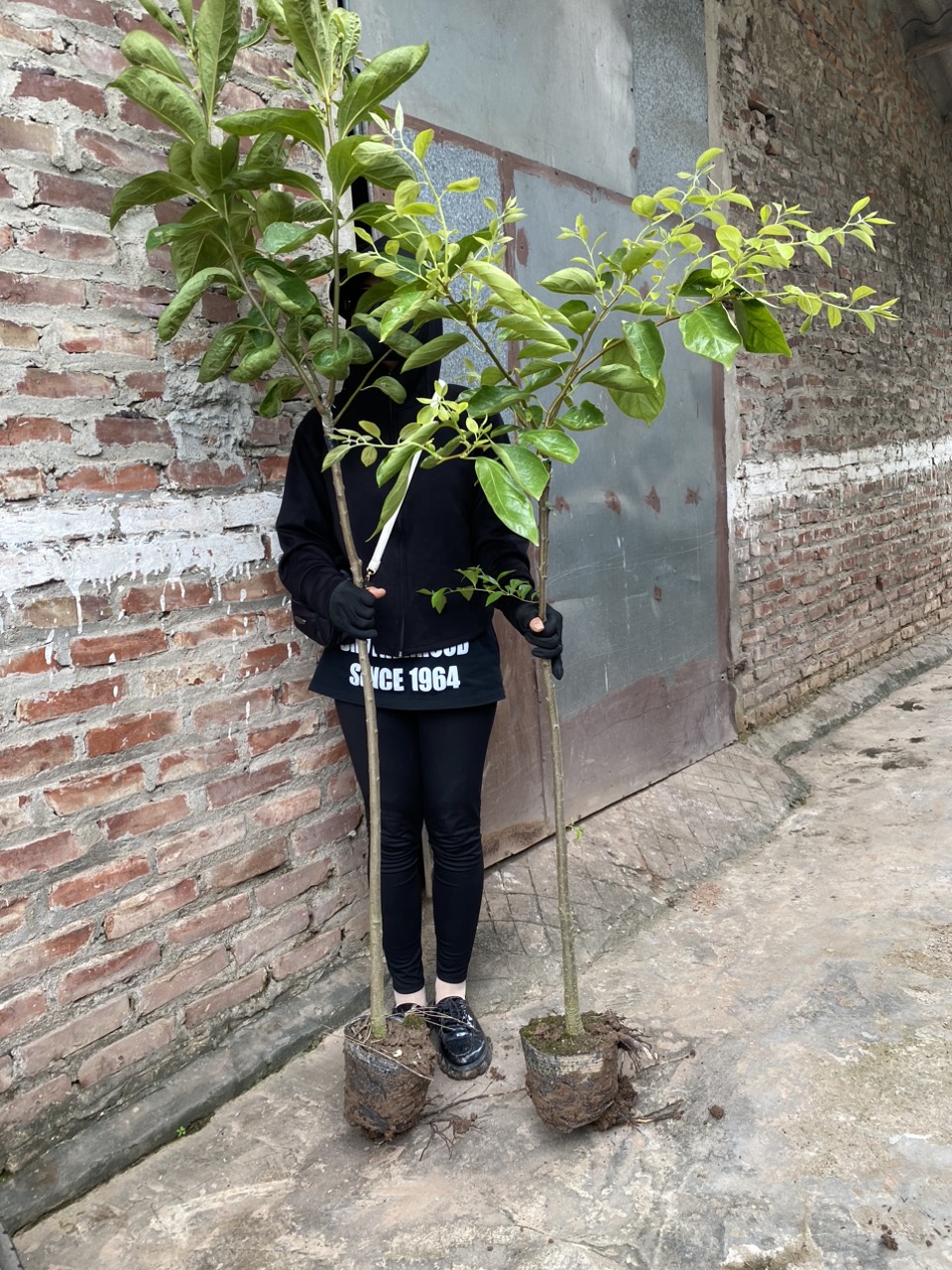 ĐỊA CHỈ CUNG CẤP CÂY HỒNG GIÒN UY TÍN