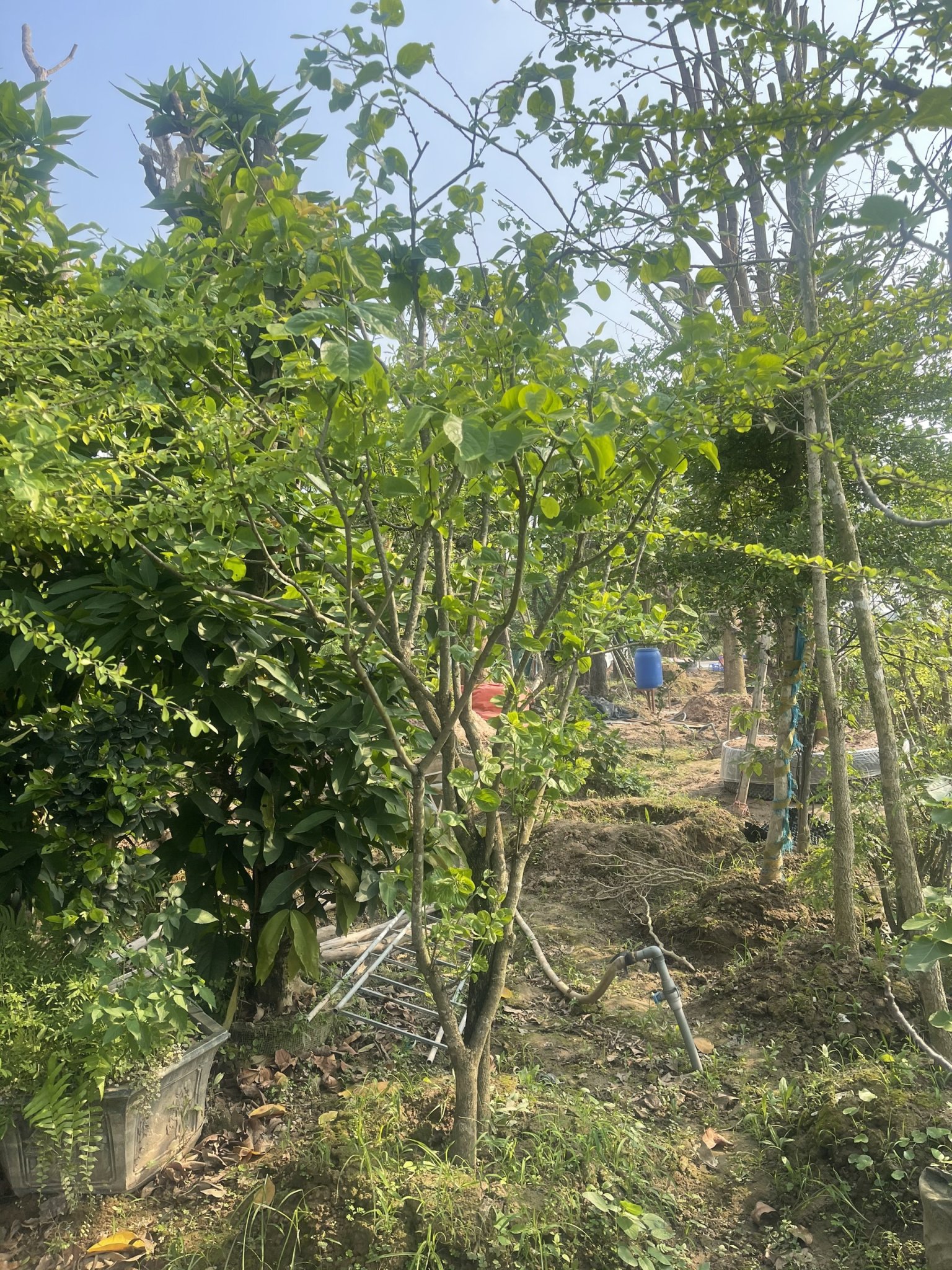 ĐỊA CHỈ CUNG CẤP CÂY HỒNG GIÒN NHẬT BẢN VANH TO