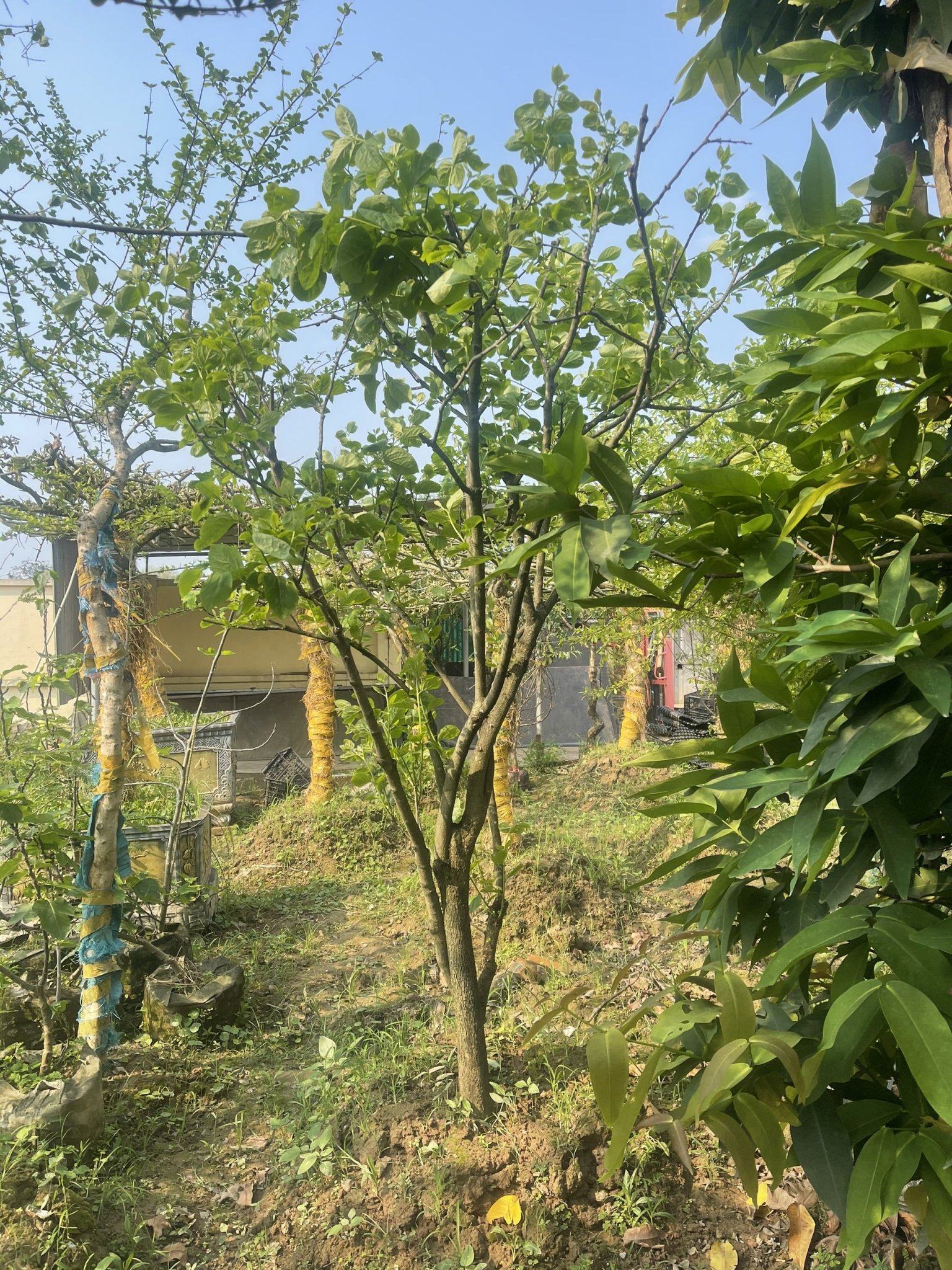 ĐỊA CHỈ CUNG CẤP CÂY HỒNG GIÒN NHẬT BẢN VANH TO