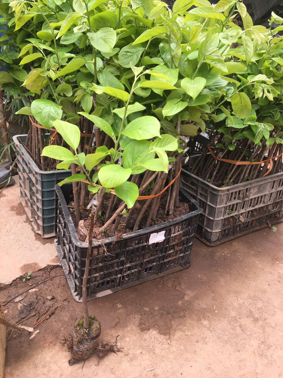 ĐỊA CHỈ CUNG CẤP CÂY HỒNG GIÒN NHIỀU CỠ