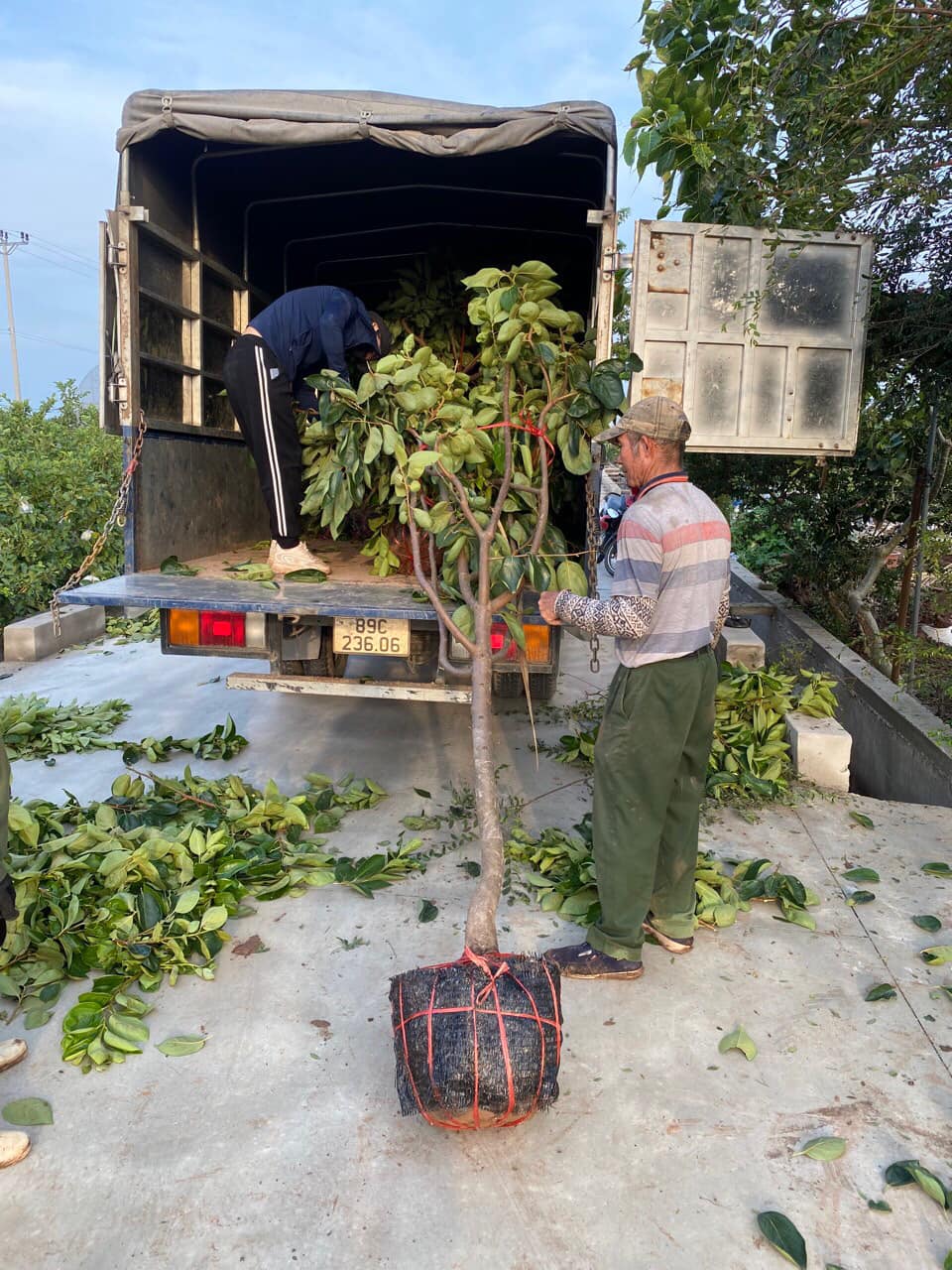 ĐỊA CHỈ CUNG CẤP CÂY HỒNG GIÒN NHIỀU CỠ