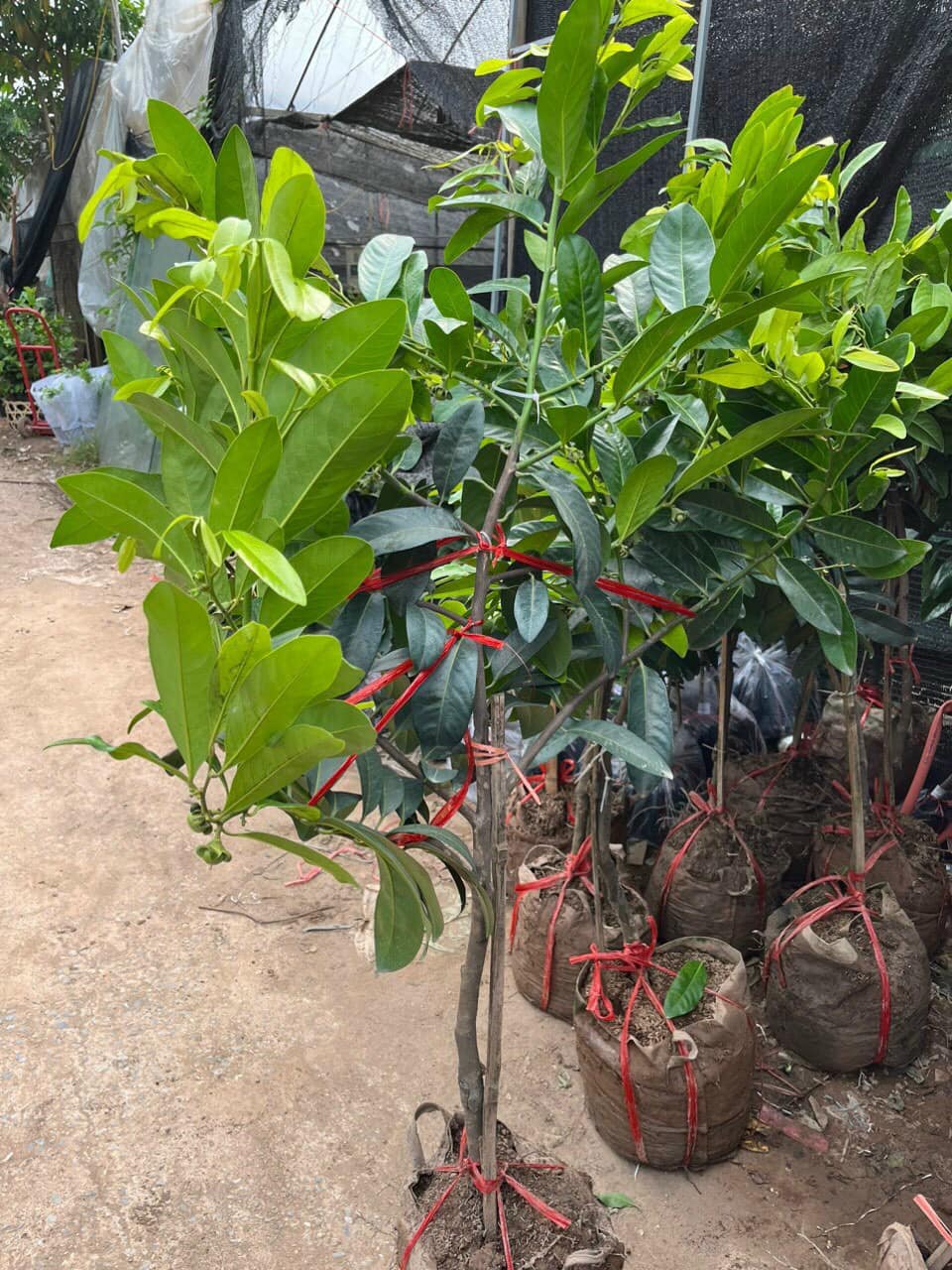 ĐỊA CHỈ CUNG CẤP CÂY HỒNG SOCOLA CÓ TRÁI