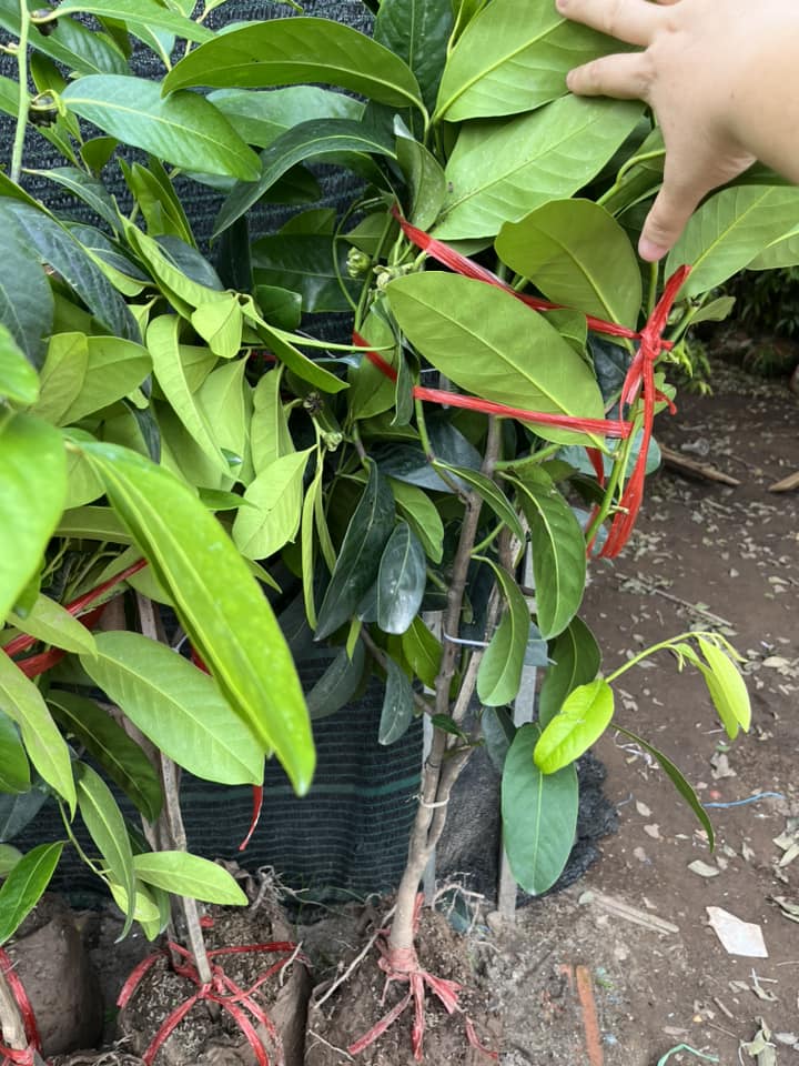 ĐỊA CHỈ CUNG CẤP CÂY HỒNG SOCOLA CÓ TRÁI