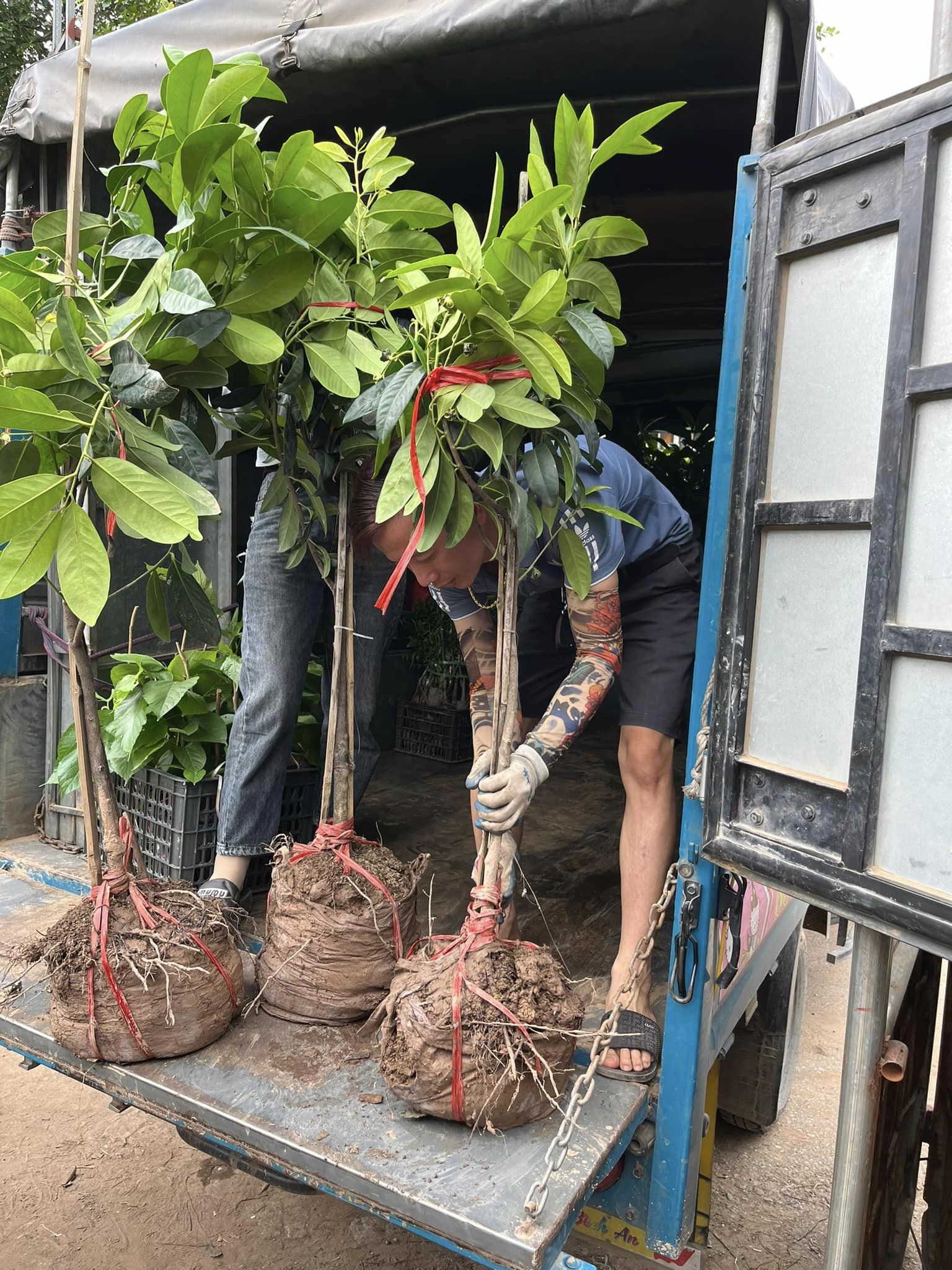 ĐỊA CHỈ CUNG CẤP CÂY HỒNG SOCOLA CÓ TRÁI