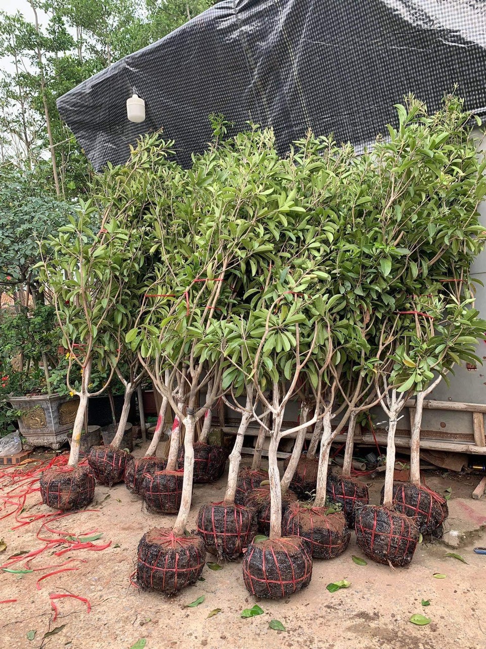 ĐỊA CHỈ CUNG CẤP CÂY HỒNG XIÊM TO UY TÍN