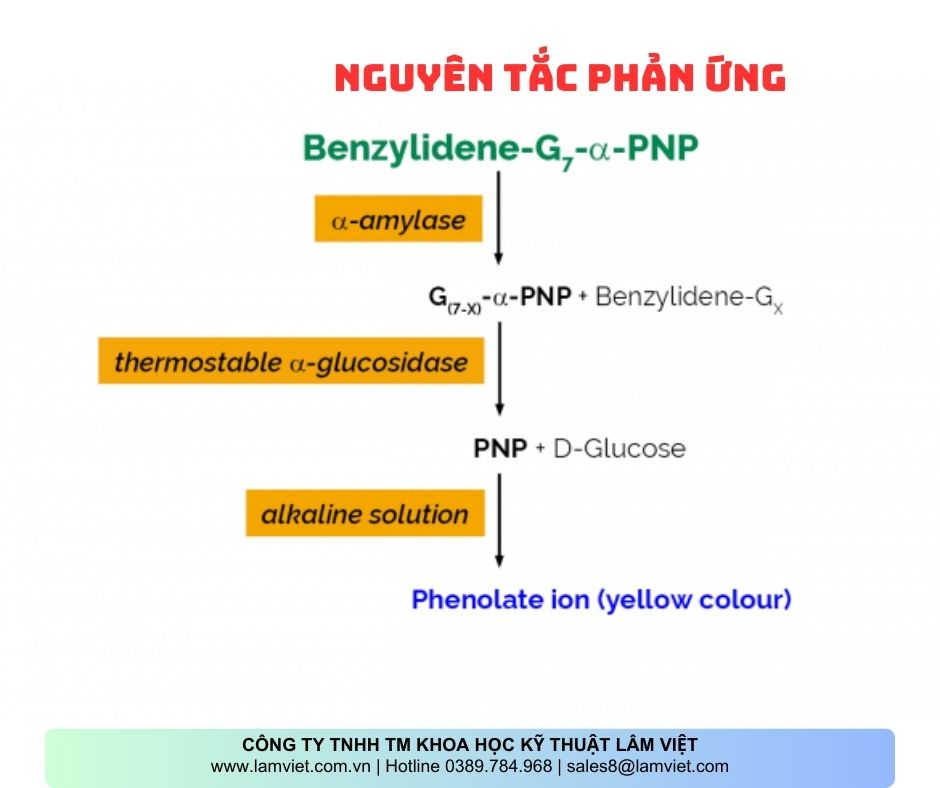 Bộ xét nghiệm Alpha amylase