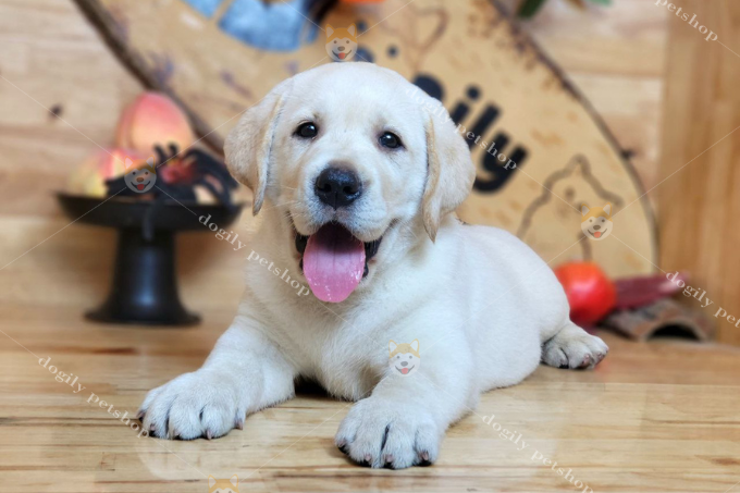 Chó con Labrador Retriever v&agraveng kim ngoan, quấn người