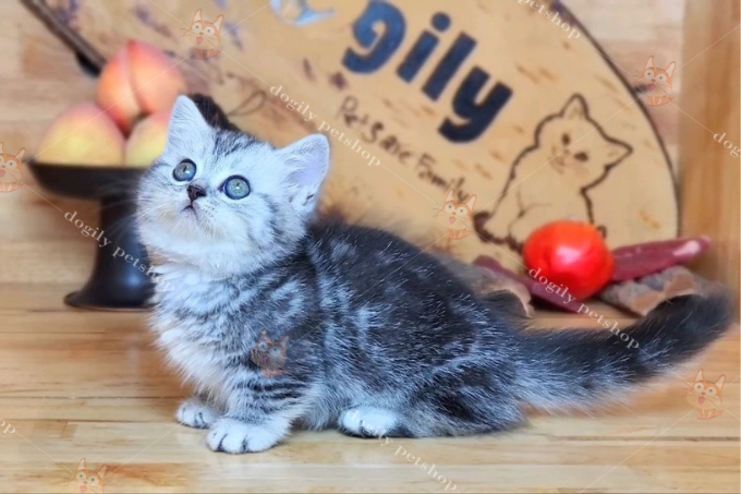 M&egraveo Munchkin Classic silver tabby ngoan, quấn người