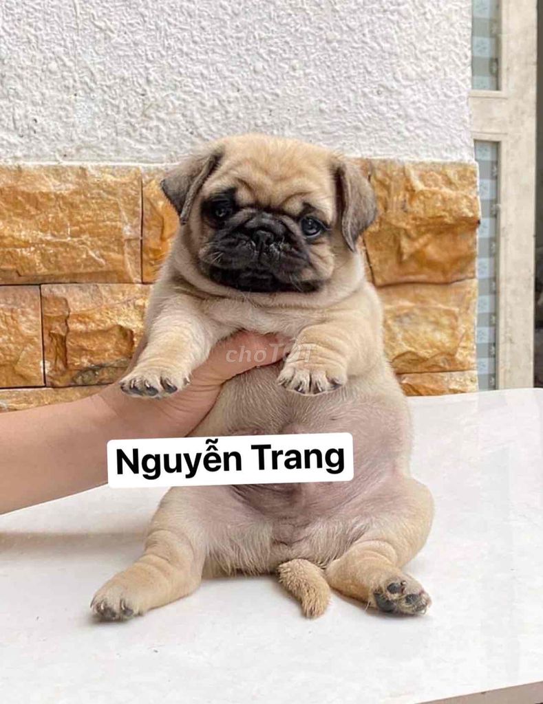 Dòng Pug mặt xệ, chân ngắn ,cute dễ thương