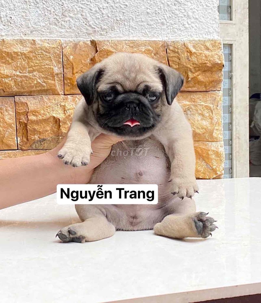 Dòng Pug mặt xệ, chân ngắn ,cute dễ thương