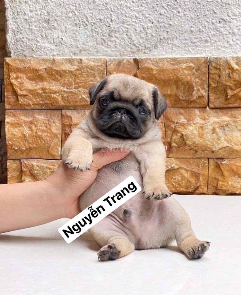 Dòng Pug mặt xệ, chân ngắn ,cute dễ thương