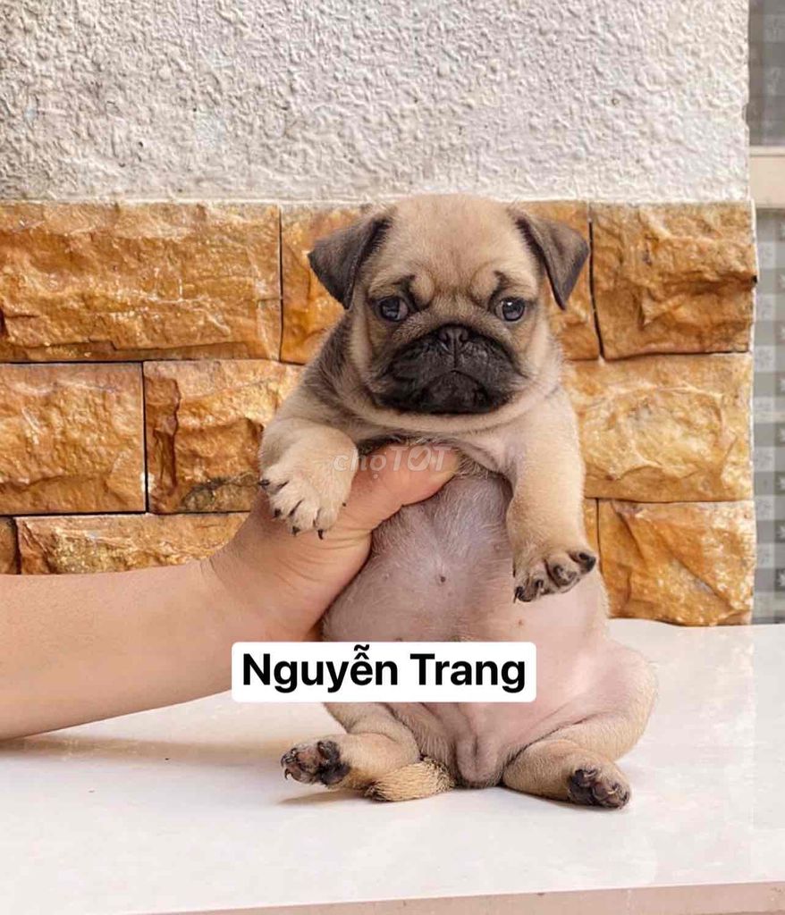 Dòng Pug mặt xệ, chân ngắn ,cute dễ thương