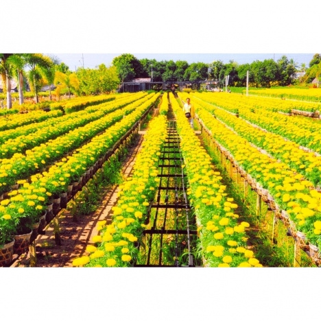 Hồ Chí Minh [Voucher] - Tour 01 ngày Chùa Lá Sen KDL Xẻo Quýt Làng hoa Sa Đéc