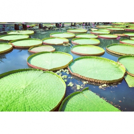 Hồ Chí Minh [Voucher] - Tour 01 ngày Chùa Lá Sen KDL Xẻo Quýt Làng hoa Sa Đéc