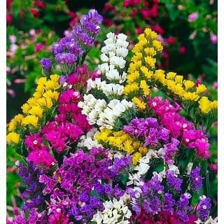 CHUYÊN CUNG CẤP SỈ LẼ HOA TƯƠI ,HOA CHẬU ,DÂU TÂY HẬU ĐÀ LẠT 2018