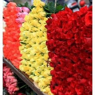 CHUYÊN CUNG CẤP SỈ LẼ HOA TƯƠI ,HOA CHẬU ,DÂU TÂY HẬU ĐÀ LẠT 2018