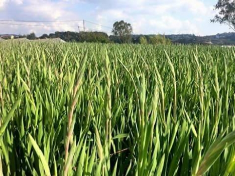 CHUYÊN CUNG CẤP SỈ LẼ HOA TƯƠI ,HOA CHẬU ,DÂU TÂY HẬU ĐÀ LẠT 2018