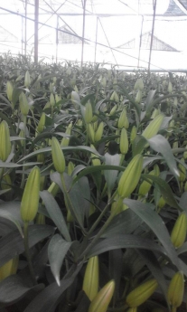 CHUYÊN CUNG CẤP SỈ LẼ HOA TƯƠI ,HOA CHẬU ,DÂU TÂY HẬU ĐÀ LẠT 2018