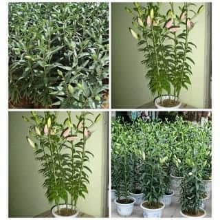 CHUYÊN CUNG CẤP SỈ LẼ HOA TƯƠI ,HOA CHẬU ,DÂU TÂY HẬU ĐÀ LẠT 2018