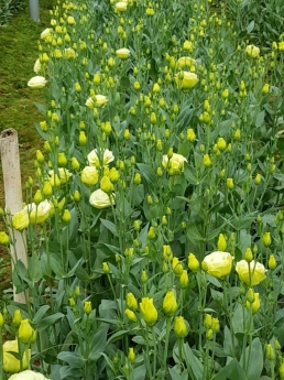 CHUYÊN CUNG CẤP SỈ LẼ HOA TƯƠI ,HOA CHẬU ,DÂU TÂY HẬU ĐÀ LẠT 2018