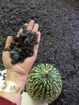 HẠT BÍ MÈO - BÍ ĐEN