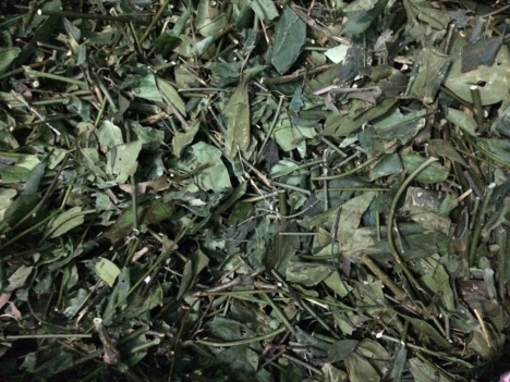 Bán chè vằng lợi sữa tại hà nội 0978945425