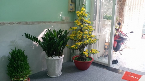 văn phòng ảo dreamplanet Tân Phú